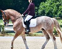 red-roan-roan-dutch-warmblood-warmblood-for-sale