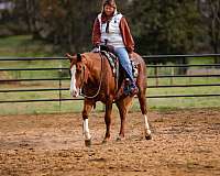 beginner-safe-quarter-horse