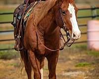 ranch-work-quarter-horse