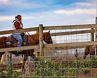 trail-quarter-horse