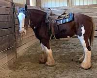 clydesdale-clydesdale-draft-horse