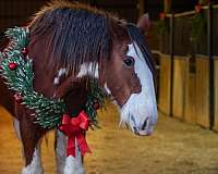 brood-clydesdale-horse