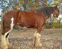 brood-mare-clydesdale-horse