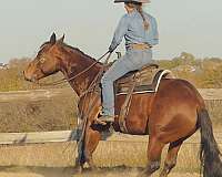 14-hand-quarter-horse-gelding