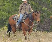 bay-gelding