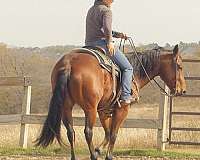 quarter-horse-gelding