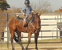 quarter-horse-for-sale