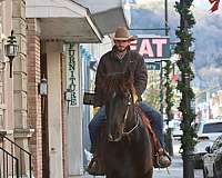 all-around-percheron-horse