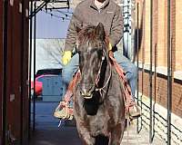 family-horse-percheron