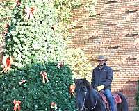 beginner-percheron-horse