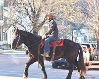 experienced-percheron-horse