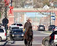 flashy-percheron-horse