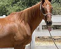 therapy-trail-thoroughbred-horse