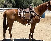 maverick-thoroughbred-horse