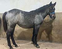 blue-roan-quarter-filly