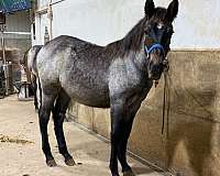 percheron-mare-filly