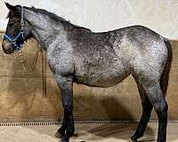 blue-roan-horse