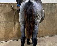 blue-roan-quarter-horse