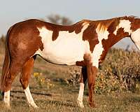 ranch-work-quarter-horse