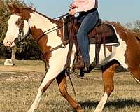 beginner-quarter-horse