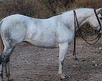 grey-none-horse