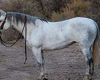 ranch-work-quarter-horse