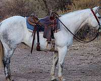 family-horse-quarter