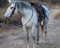 all-around-quarter-horse