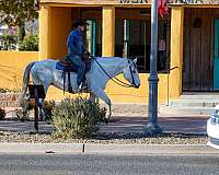 husband-safe-quarter-horse