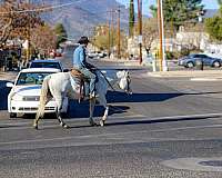 ranch-quarter-horse