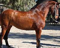 broodmare-andalusian-horse