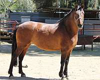 due-to-foal-andalusian-horse