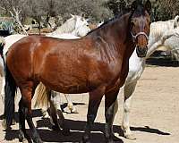 don-divo-mare