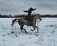 ranch-work-quarter-horse