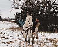 ranch-quarter-horse