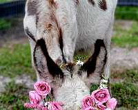 ranch-donkey-miniature-horse