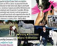 trained-donkey-miniature-horse