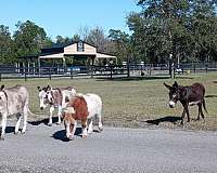 brown-donkey-miniature-foal