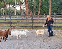 grey-donkey-miniature-foal