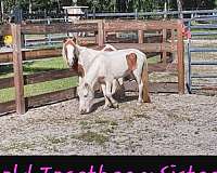 white-donkey-miniature-foal