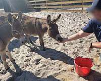 chestnut-donkey-miniature-for-sale