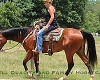 beginner-safe-quarter-horse