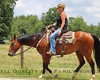 family-horse-quarter