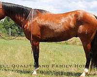 quarter-horse