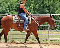 ranch-work-quarter-horse