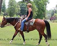 trail-quarter-horse