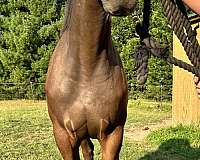 goldmine-thoroughbred-horse