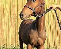 stud-colt-thoroughbred-horse