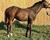 third-foal-thoroughbred-horse