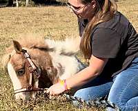 beginner-safe-kid-pony